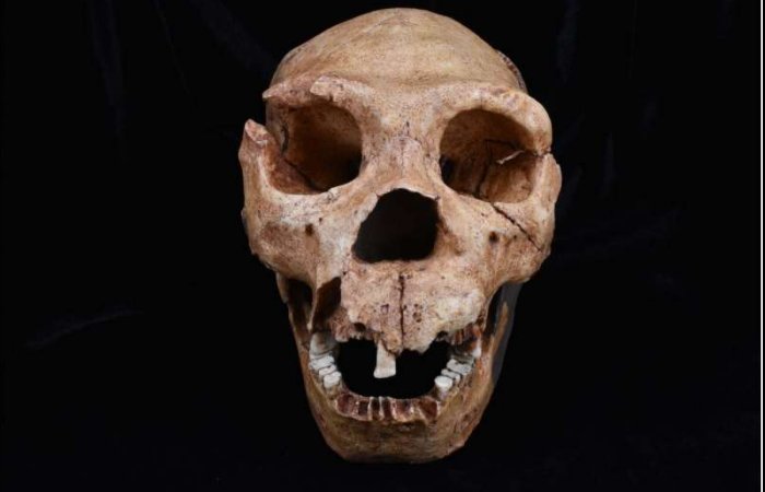 Our Lineage's Species Formation Pattern Was Unlike Anything Else