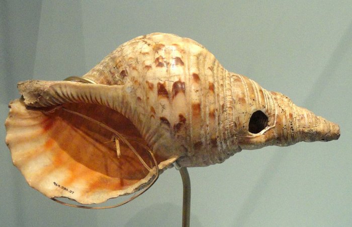 Why Were Conch-Shell Trumpets So Important To The Ancient Chacoan Society?
