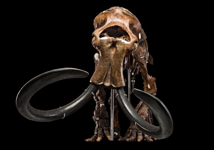 Ice Age Mystery - Unexplained Disappearance Of North America's Large Mammals - New Clues