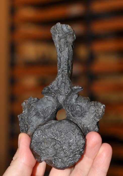 Oldest Polar Sea Reptile Fossil Ever Found In Southern Hemisphere