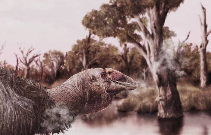 Rare Find Of An Unusual Prehistoric 'Giant Goose' In Australia