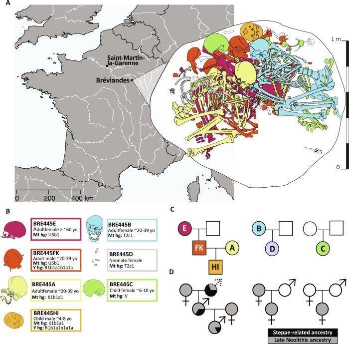 A collective burial in the Paris Basin. Credit: Science Advances (2024). DOI: 10.1126/sciadv.adl2468