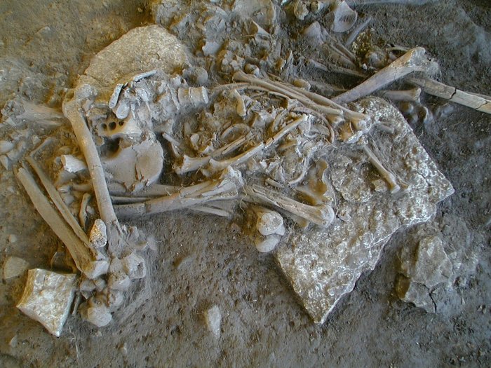 DNA Analyses Suggest The Plague Contributed To Stone Age Farmers' Decline