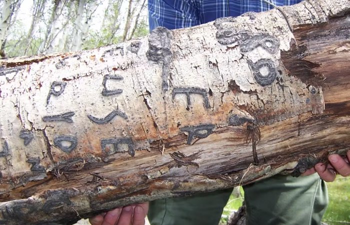 Arborglyphs - Basque Immigrant Sheepherders Left Their Marks On Aspen Trees In The American West