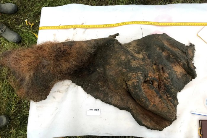 Remarkable Fossil Chromosomes Found In 52,000-Year-Old Woolly Mammoth