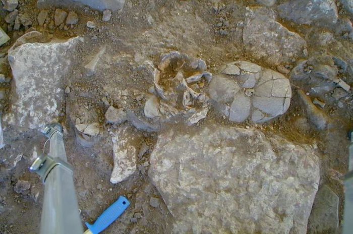 DNA Analyses Suggest The Plague Contributed To Stone Age Farmers' Decline