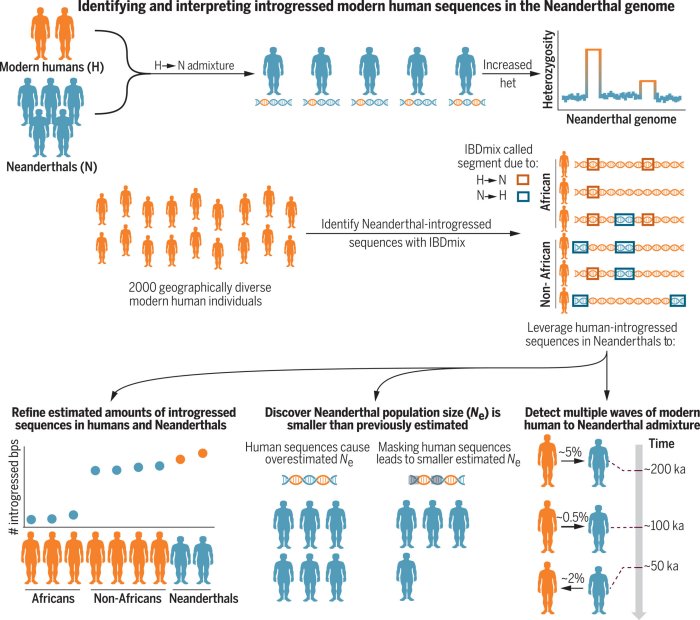 Neanderthals And Other Ancient Humans Were Much More Intimate Than Previously Thought - DNA Shows
