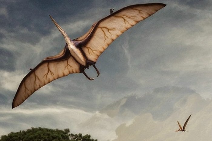 Giant Prehistoric Flying Reptile Took Off Like Bats – Study