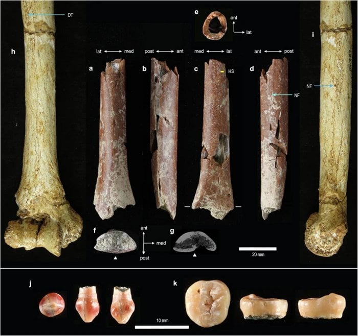 Smallest Arm Bone In Human Fossil Record Illuminates Homo floresiensis Origin