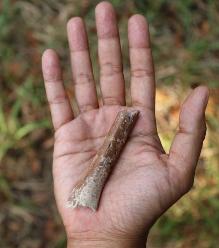 Smallest Arm Bone In Human Fossil Record Illuminates Homo floresiensis Origin