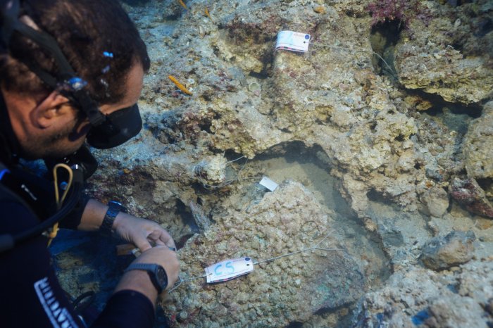 3,600-Year-Old Bronze Dagger Made By The Minoan Civilization Found On Ancient Shipwreck
