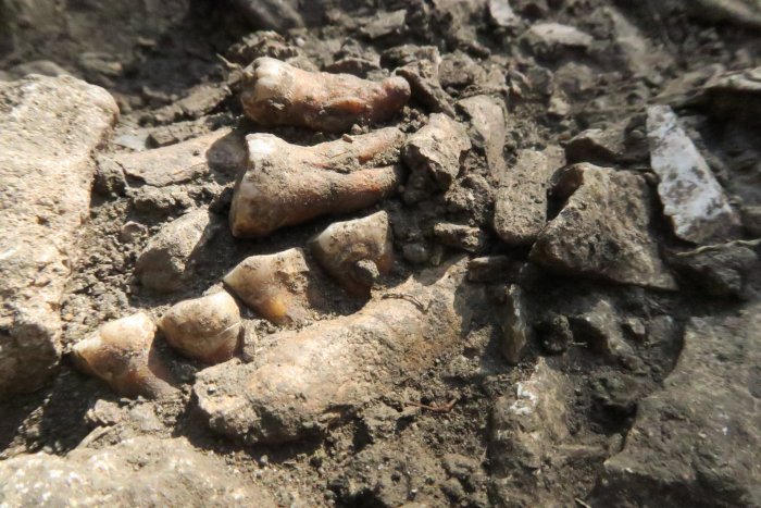 Unknown Neanderthal Lineage Discovered In "Thorin" Who Lived 50,000 Years Ago