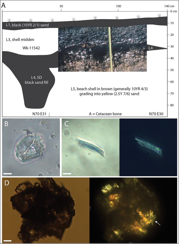Recent Unexpected Findings Of Early Sweet Potato Cultivation In Polynesia