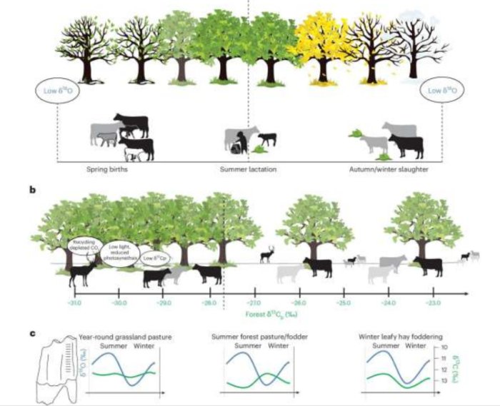 How Pioneer Farmers Adapted Cattle Herding Techniques To Central Europe's Rich Forests
