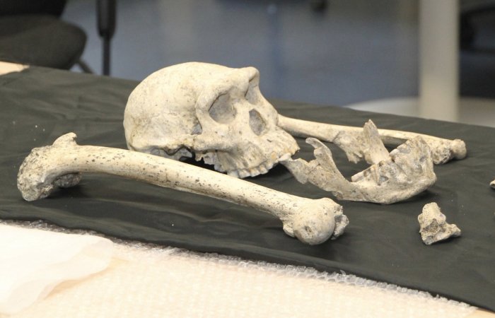 Can Fossil Teeth Confirm The "Big Brain - Long Childhood" Hypothesis?