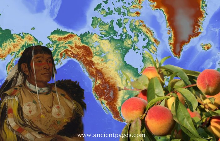 Peaches Spread Across North America Through The Resourceful Networks Of Indigenous Communities