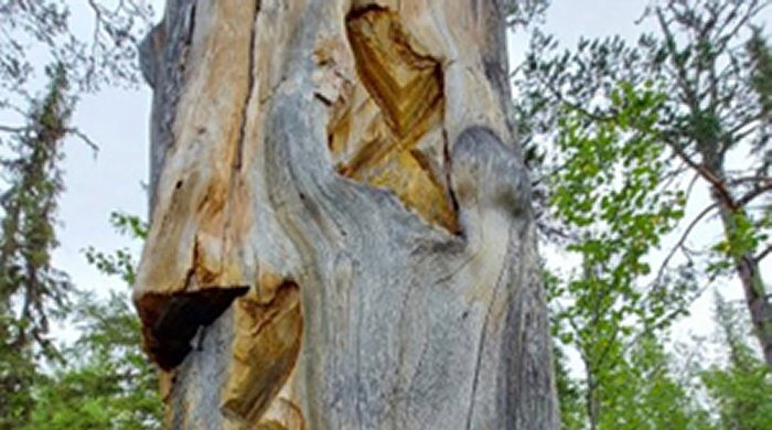 Engraved Trees Are Living Records Capturing The Rich History And Traditions Of The Sámi People