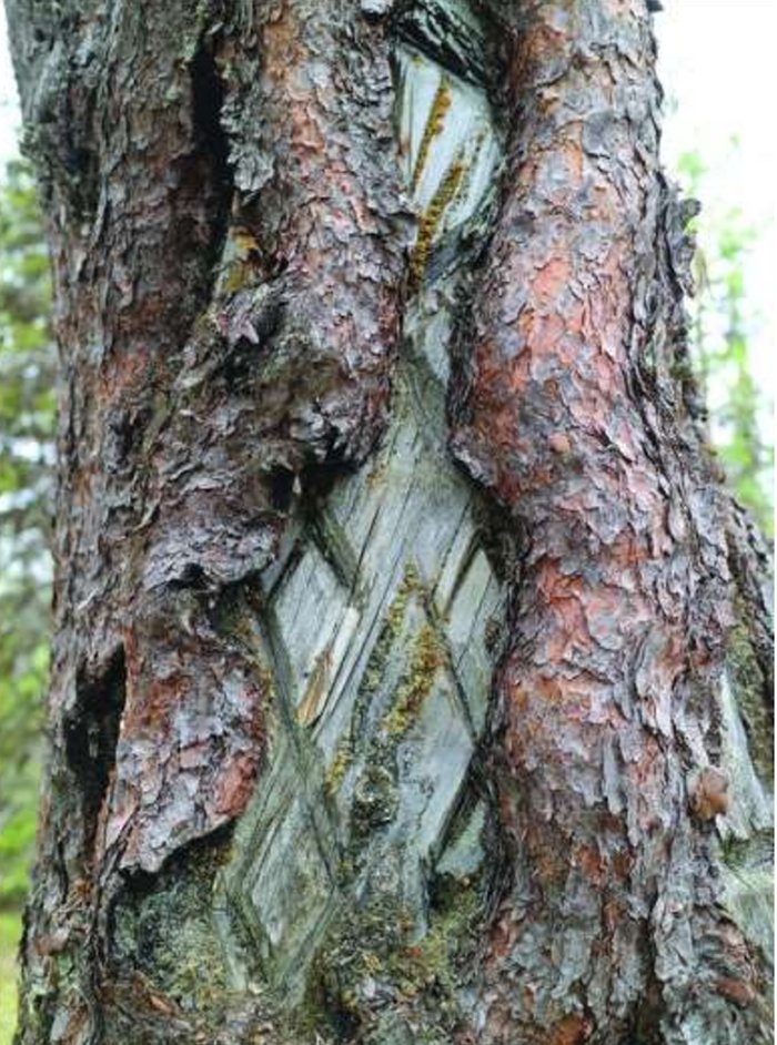 Engraved Trees Are Living Records Capturing The Rich History And Traditions Of The Sámi People