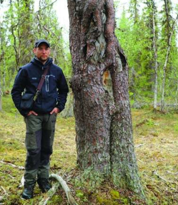 Engraved Trees Are Living Records Capturing The Rich History And Traditions Of The Sámi People