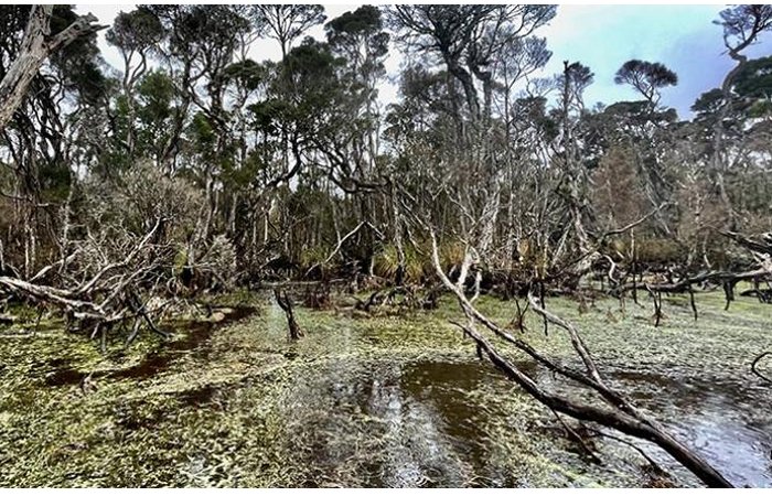 Earliest Evidence Of Humans Using Fire To Shape The Landscape Of Tasmania