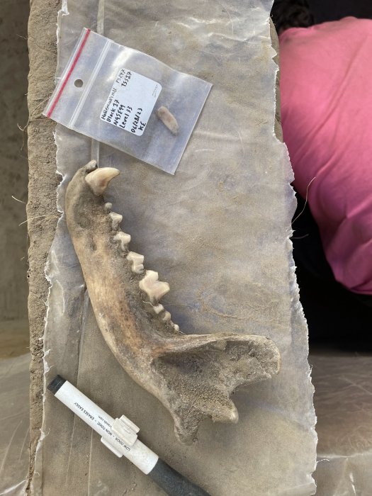 12,000-Year-Old Archaeological Evidence Of Human-Dog Friendship In Alaska