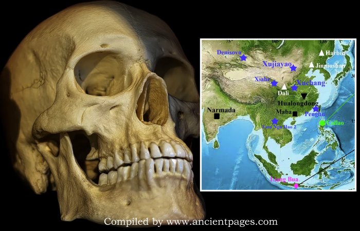 Homo Juluensis: New Human Species With Exceptionally Large Skulls Discovered