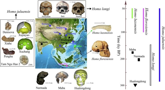 Homo Juluensis: New Human Species With Exceptionally Large Skulls Discovered