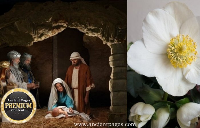 Beautiful Legend Of The Christmas Rose - A Symbol Of Love And Hope