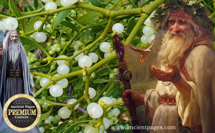 Mistletoe – Sacred Celtic Plant With Magical Properties