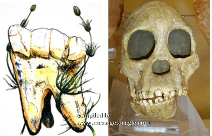 Our Ancestors Primarily Followed A Vegetarian Diet Three Million Years Ago