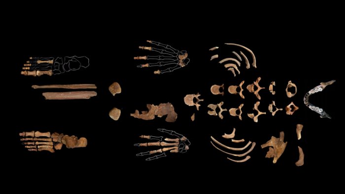 New DNA Study Of The Red Lady Of El Mirón Who Lived 19,000 Years Ago