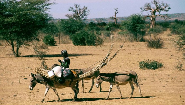 Fulani: Africa’s Pastoralists Traced To Green Sahara Period,12,000–5,000 Years Ago
