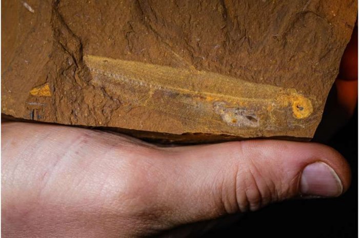 Last Supper Of 15-Million-Year-Old Freshwater Fish