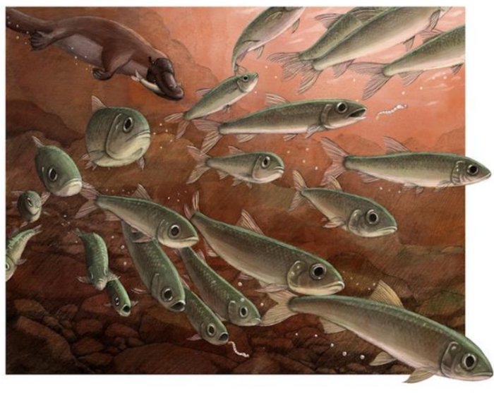 Last Supper Of 15-Million-Year-Old Freshwater Fish