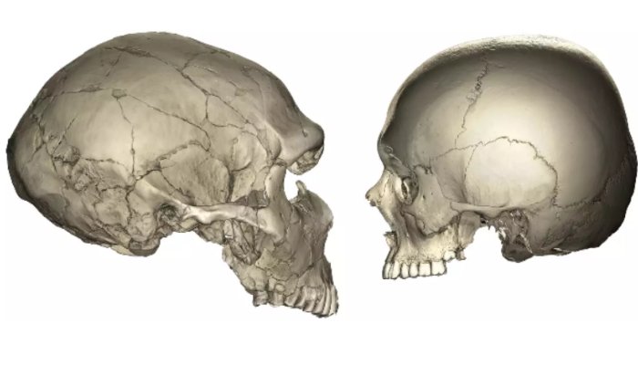 Why Humans Have Smaller Faces Compared To Neanderthals - Exploring Our Evolutionary History