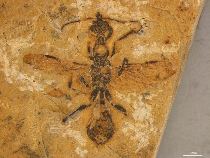 The Oldest Ant Ever Discovered Found Fossilized In Brazil