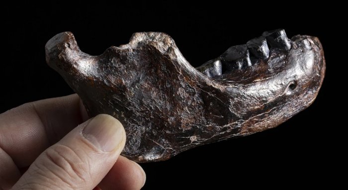 Rare Ancient Jawbone Of A Denisovan Who Lived 200,000 Years Ago Discovered In Taiwan