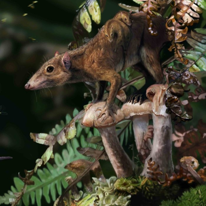 Mammals Lived On The Ground Several Million Years Before The Dinosaurs' Mass Extinction