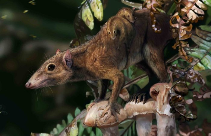 Mammals Lived On The Ground Several Million Years Before The Dinosaurs' Mass Extinction