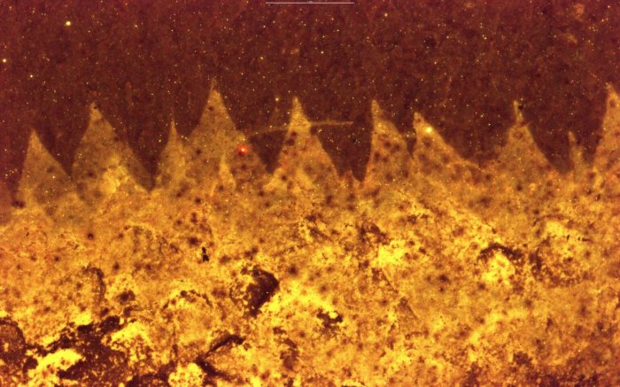 500-Million-Year Fossil Mystery Solved