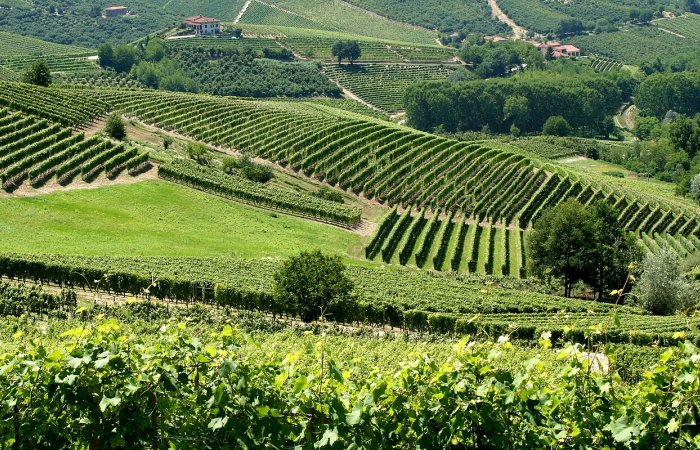 The Italian People Have Devoted Millennia To Meticulous Refinement Of Grape Cultivation Practices