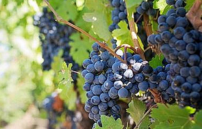 The Italian People Have Devoted Millennia To Meticulous Refinement Of Grape Cultivation Practices