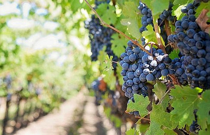 The Italian People Have Devoted Millennia To Meticulous Refinement Of Grape Cultivation Practices