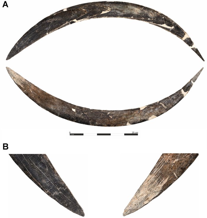 Paleolithic Mammoth Tusk Boomerang Found In The Oblazowa Cave Is Older Than Expected