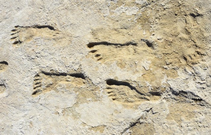 Earliest Evidence Of Humans In The Americas - Confirmed