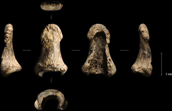 Paleolithic Mammoth Tusk Boomerang Found In The Oblazowa Cave Is Older Than Expected