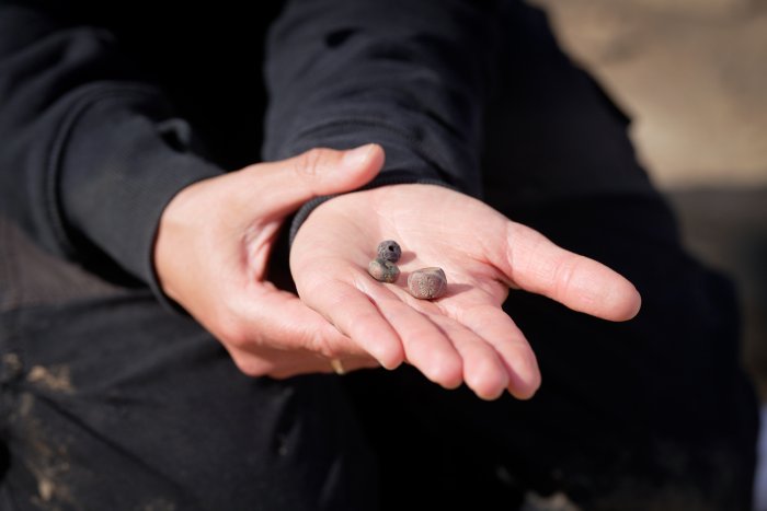 Viking Burial With An Unusual Box And Spectacular Grave Goods Found in Aarhus, Denmark
