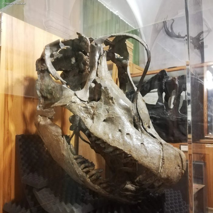 What Did Long-Necked Dinosaurs Eat 150 Million Years Ago? Their Teeth Have Some Important Answers