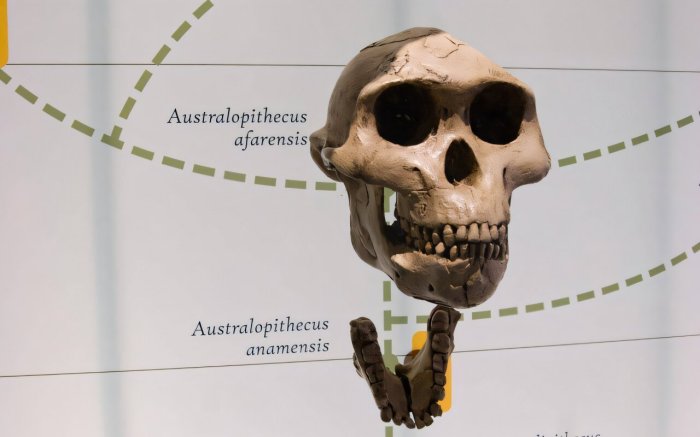 Evolution Study Re-Writes History - Why Were Some Early Male Ancestors Significantly Larger Than Females?