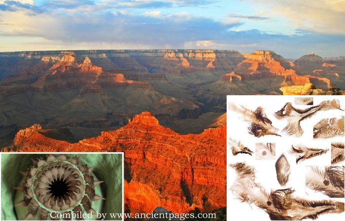 Unusual Ancient Creatures Discovered In The Grand Canyon